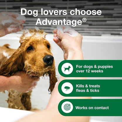 12 Oz Flea & Tick Shampoo for Puppies & Adult Dogs .